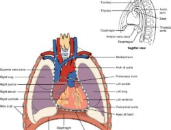 Heart And Soil Supplements Discount Code For Savings