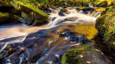 Stream In The Forest Free Stock Photo - Public Domain Pictures