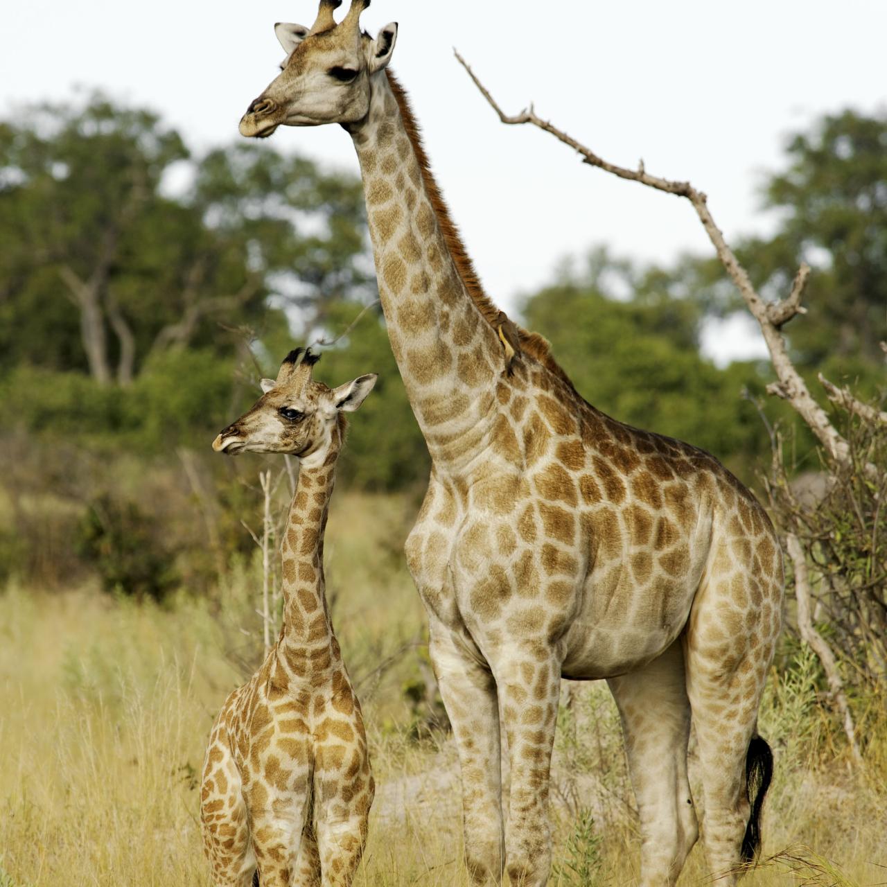 Giraffe Pictures and Fun Facts