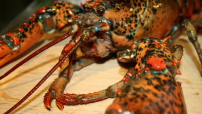lobster on a transparent background 13643160 PNG