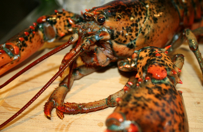 lobster on a transparent background 13643160 PNG lobster on a transparent background 13643160 PNG