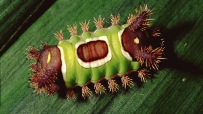 Saddleback Caterpillar Pictures - AZ Animals