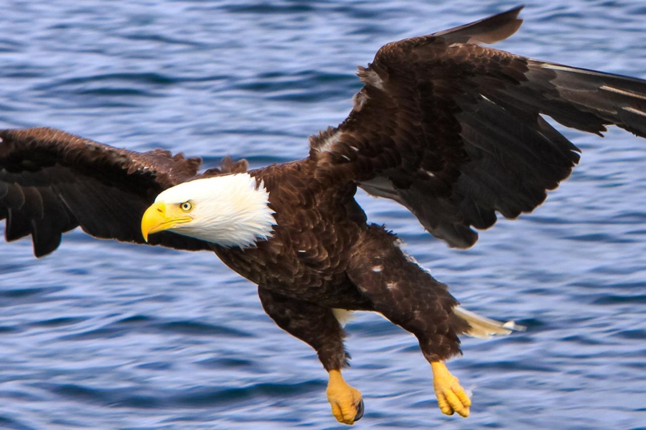 Bald Eagles Flying Bald Eagles Flying