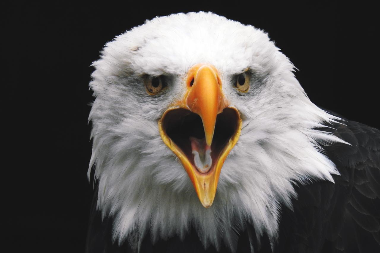 Eagle Images Free - Infoupdate.org Eagle Images Free - Infoupdate.org