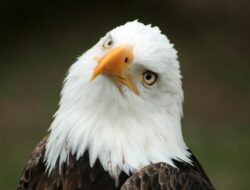 eagle wing tours coupon Discover Amazing Adventures