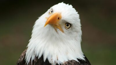 The Project Manager - a.k.a. The Stoic Bald Eagle - LaunchPad Lab