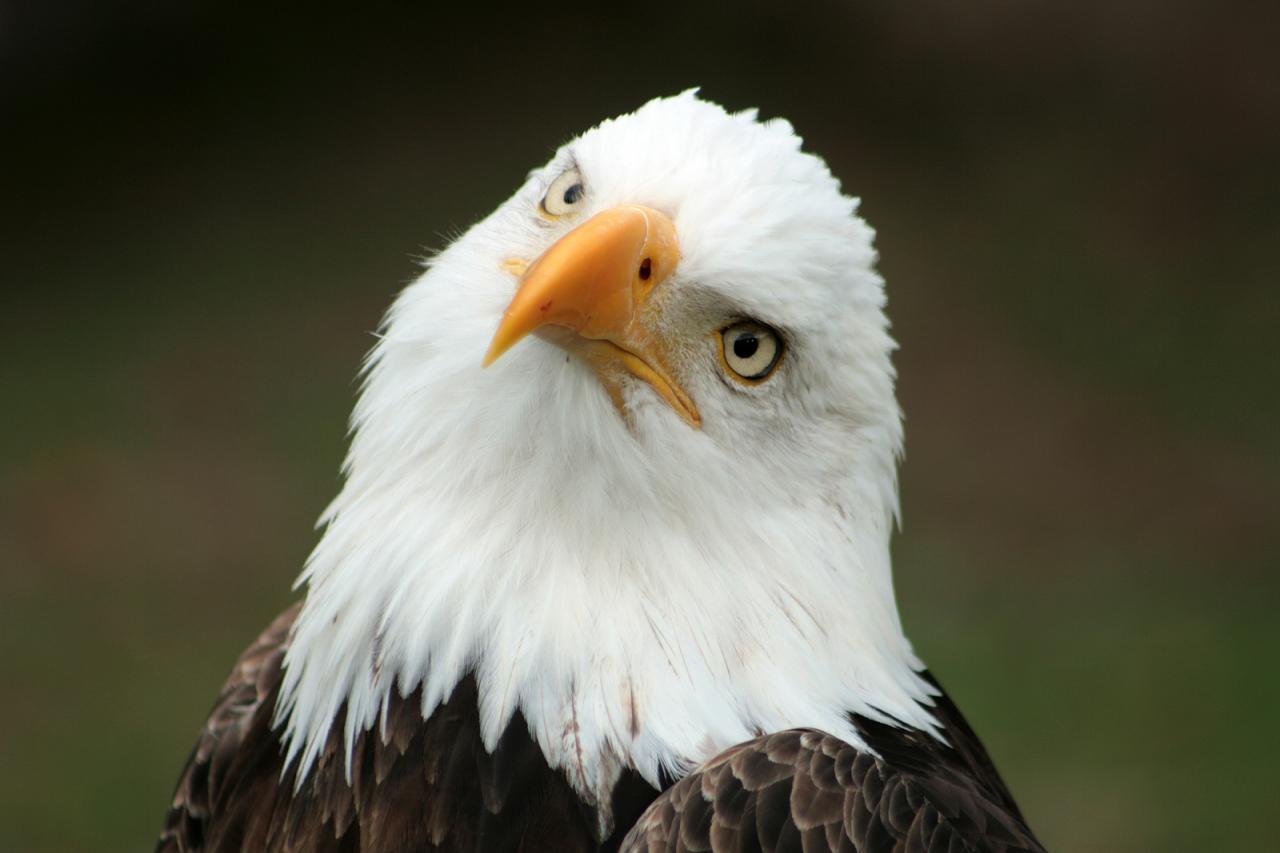 The Project Manager - a.k.a. The Stoic Bald Eagle - LaunchPad Lab The Project Manager - a.k.a. The Stoic Bald Eagle - LaunchPad Lab
