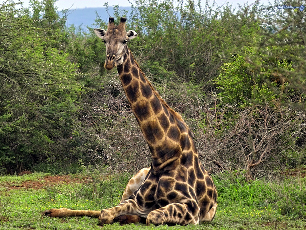 Giraffe | Animal Wildlife