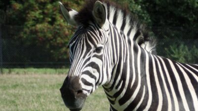 Zebra Technologies Labels Revolutionizing Efficiency